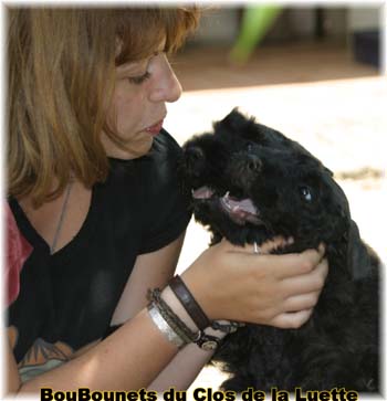 bouvier des flandres photo chiot - Elevage Clos Luette - COPYRIGHT DEPOSE
